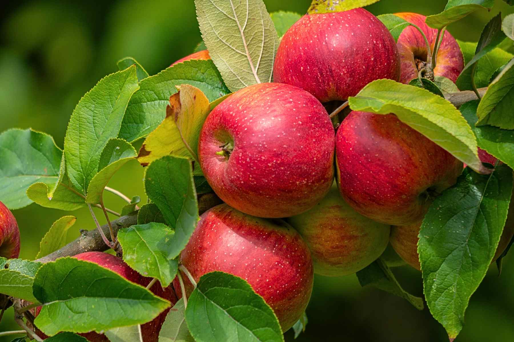 Pome Fruits - Apples