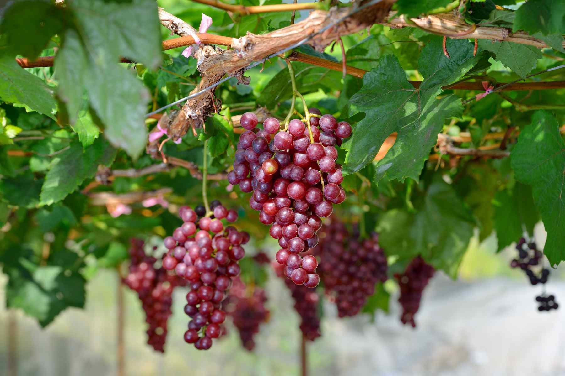 TABLE GRAPES