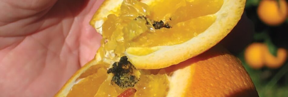 insects south-aftica-citrus