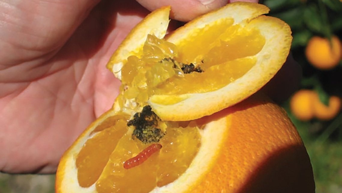 insects south-aftica-citrus